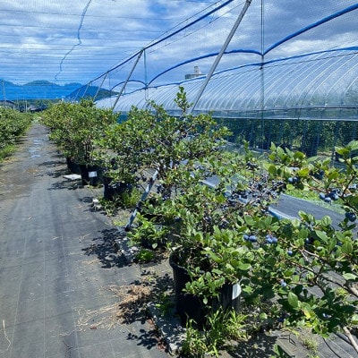 【先行受付】 摘みたて 生ブルーベリー 500g (2026年6月下旬～順次発送予定)京都天橋立産