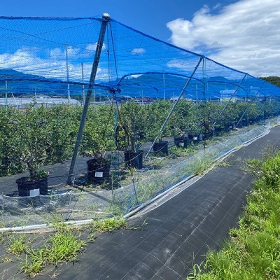 【先行受付】 摘みたて 生ブルーベリー 500g (2026年6月下旬～順次発送予定)京都天橋立産