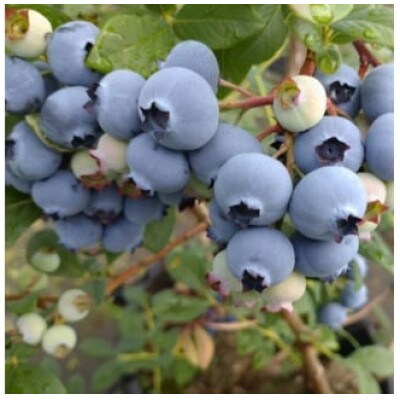 加工用 天橋立産 冷凍 ブルーベリー 2kg