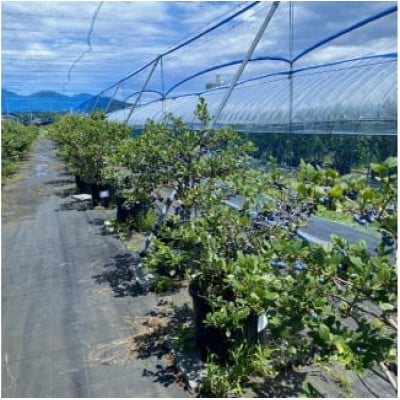 加工用 天橋立産 冷凍 ブルーベリー 2kg