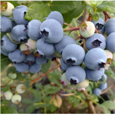 【先行受付】 摘みたて 生ブルーベリー 1kg (2026年6月下旬～順次発送予定)京都天橋立産