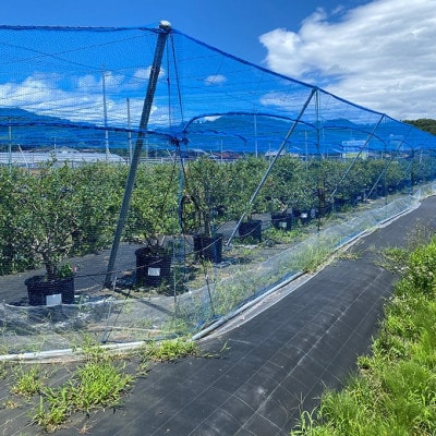 【先行受付】 摘みたて 生ブルーベリー 1kg (2026年6月下旬～順次発送予定)京都天橋立産