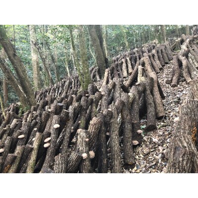 大分県産原木椎茸懐石ふりかけ詰合せギフトF 椎茸(花どんこ 焼きパフ)、山・海・里のふりかけ各2袋
