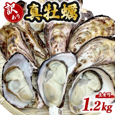 牡蠣 計1.2kg 訳あり 生食用 殻付き 真牡蠣(中津市)