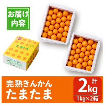 【期間限定】完熟きんかんたまたま2kg(1kg×2箱)