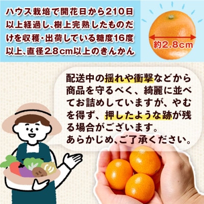 【期間限定】完熟きんかんたまたま2kg(1kg×2箱)
