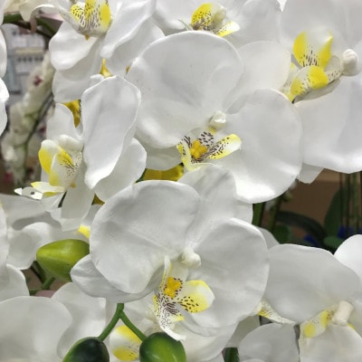光触媒造花胡蝶蘭　10本立(ホワイトイエロー)