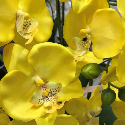 光触媒造花胡蝶蘭　10本立(イエロー)