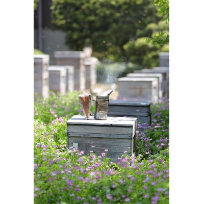 【国産蜂蜜】450gパッカー容器2本セット(くろがねもち蜂蜜、白花豆蜂蜜)
