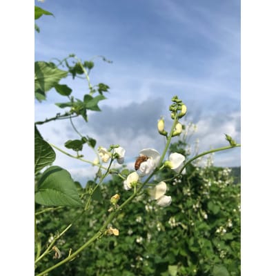 【国産蜂蜜】450gパッカー容器2本セット(くろがねもち蜂蜜、白花豆蜂蜜)
