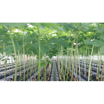 岐阜県大垣市産水耕栽培　高麗人参ドリンク　30mL×10本