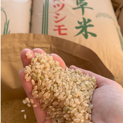 【令和7年産 新米】れんげハツシモ玄米 10kg