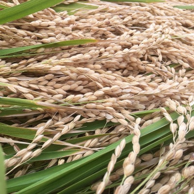 【令和7年産 新米】れんげハツシモ玄米 10kg