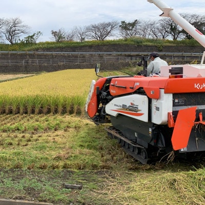 【令和7年産 新米】れんげハツシモ玄米 10kg