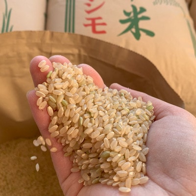 【令和7年産】れんげハツシモ玄米 10kg[フードロス対策実施中]