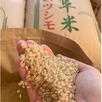 【令和7年産 新米】れんげハツシモ玄米 15kg