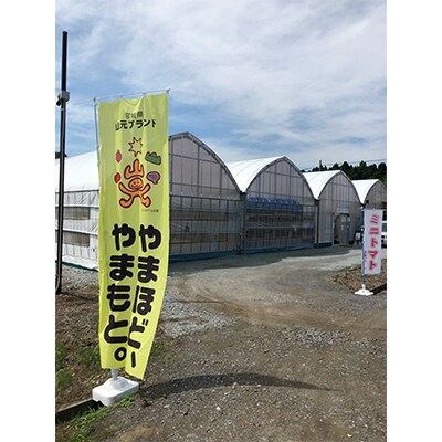 【発送月固定定期便】山のふ元のあまトマト(フルティカ・小鈴の詰め合わせセット)全6回