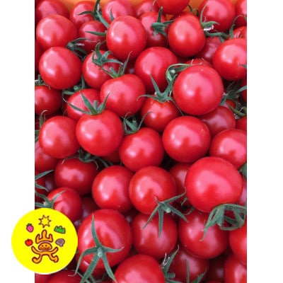 【発送月固定定期便】山のふ元のあまトマト(フルティカ・小鈴の詰め合わせセット)全6回全6回