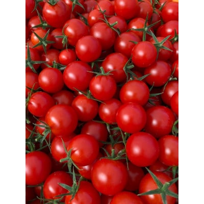 【発送月固定定期便】山のふ元のあまトマト(フルティカ・小鈴の詰め合わせセット)全6回全6回