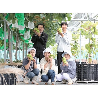 【2026年　秋発送分】～シャインマスカット～　約600g　Domaine MARUTA