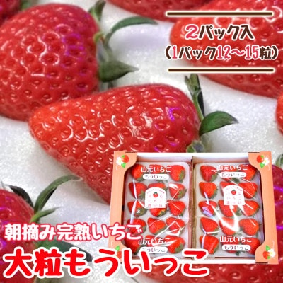 山元いちご農園 朝採りいちご もういっこ 大粒12～15粒×2パック