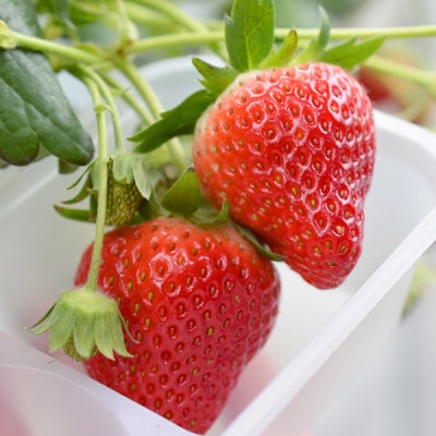 宮城いちご 2品種食べ比べセット 4パック