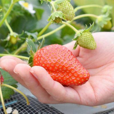 山元いちご農園 4品種食べ比べセット 8パック