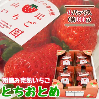 山元いちご農園 朝採りいちご とちおとめ 1.0kg(250g×4パック)