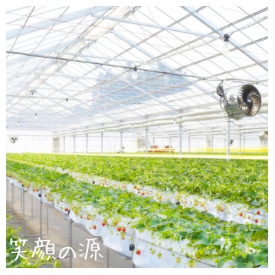 宮城県山元町産いちご　笑顔の源　ほほ笑み(280g×2パック)