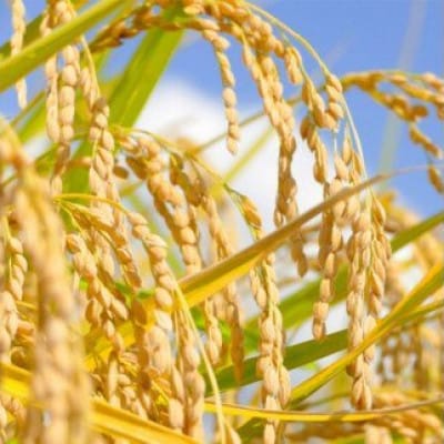 <令和3年産>茨城県産米3種類食べ比べセット15kg