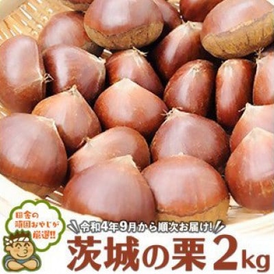 田舎の頑固おやじが厳選!茨城の栗2kg