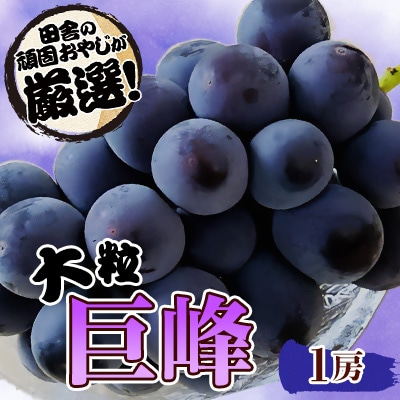大粒巨峰1房【令和6年7月中旬より順次発送】田舎の頑固おやじが厳選!