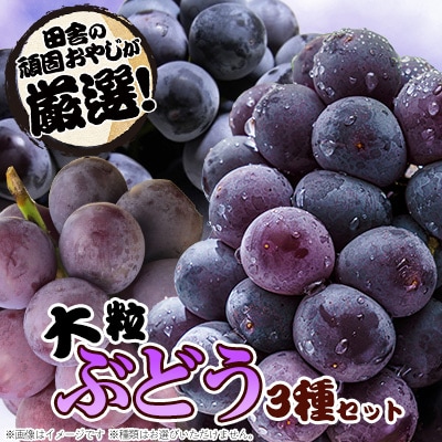 大粒ぶどう3種【令和6年8月から順次お届け】田舎の頑固おやじが厳選!