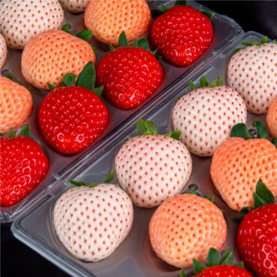 3色いちごの宝石箱　36粒　県内共通返礼品