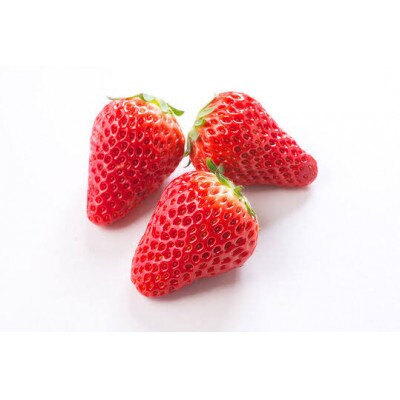 お歳暮のし付き　紅ほっぺ　大粒　250g(8～12粒)×4pc 県内共通返礼品