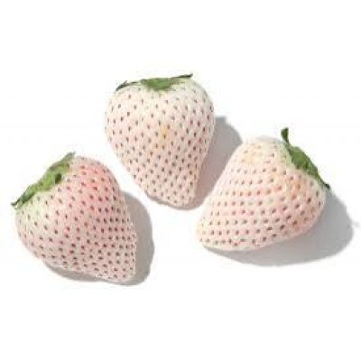 お歳暮のし付き　白いちご　大粒　250g(8～12粒)×4pc　県内共通返礼品