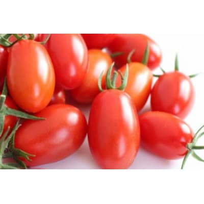 高糖度ミニトマト アイコ 約150g×7pc 県内共通返礼品