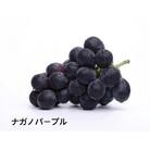 桐箱　ナガノパープル　2房　県内共通返礼品:結城市