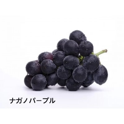 桐箱　ナガノパープル　2房　県内共通返礼品:結城市