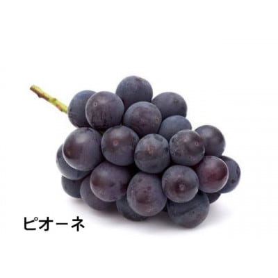 【熨斗付き】お中元　桐箱　ピオーネ　2房　県内共通返礼品:結城市
