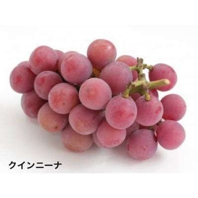 クインニーナ　2房　県内共通返礼品:結城市