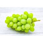 お中元熨斗付き　シャインマスカット　1房　茨城県共通返礼品:結城市産