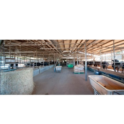 【毎月定期便】【常陸牛】 切り落とし 1kg(500g×2パック) 国産 A4・A5ランク全12回