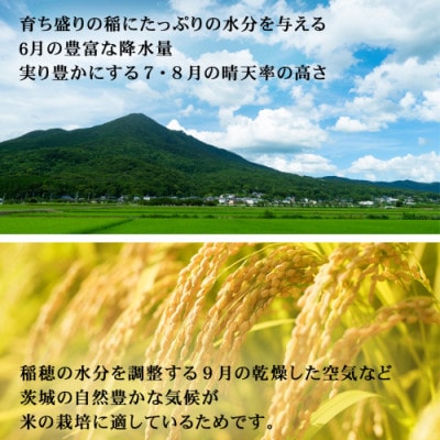 令和7年産 茨城県産 お米 こしひかり 5kg 精米