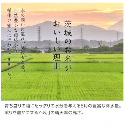 新米令和8年産 茨城県産 お米 こしひかり 26kg(26kg×1袋) 精米