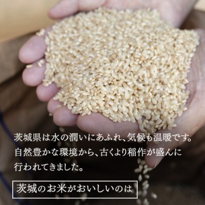 【玄米】令和7年産 茨城県産 お米 ミルキークイーン 5kg
