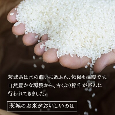 令和7年産 茨城県産 お米 特別栽培米 こしひかり 5kg(5kg×1袋) 精米