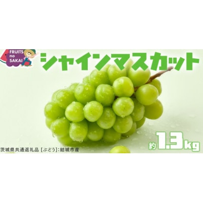 シャインマスカット 1.3kg(2房)【2026年9月より発送開始】(茨城県共通返礼品:結城市産)