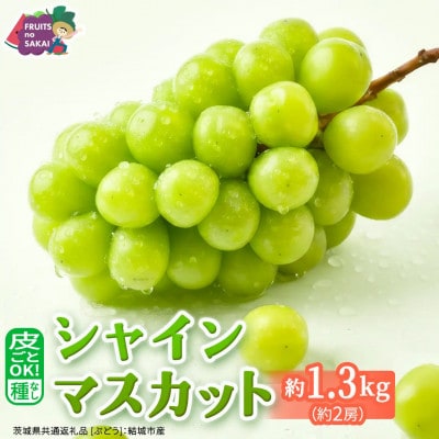 【2026年9月より発送開始】シャインマスカット 1.3kg(2房)(茨城県共通返礼品:結城市産)