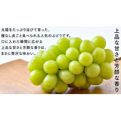 シャインマスカット 1.3kg(2房)【2026年9月より発送開始】(茨城県共通返礼品:結城市産)